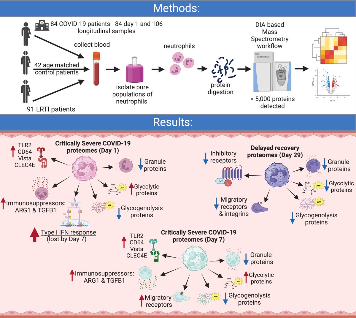 Alejandro Brenes (@aj_brenes) on Twitter photo "Early View" of our latest manuscript. We used #proteomics to study >300 neutrophil proteomes from COVID-19, LRTI and control patients, unravelling markers of acute severity, temporal changes and a signature of delayed recovery.
<a href="/ImmPRes_/">Immunological Proteome Resource</a> <a href="/EuroRespSoc/">ERS</a>
erj.ersjournals.com/content/early/… "Early View" of our latest manuscript. We used #proteomics to study >300 neutrophil proteomes from COVID-19, LRTI and control patients, unravelling markers of acute severity, temporal changes and a signature of delayed recovery.
<a href="/ImmPRes_/">Immunological Proteome Resource</a> <a href="/EuroRespSoc/">ERS</a>
erj.ersjournals.com/content/early/…