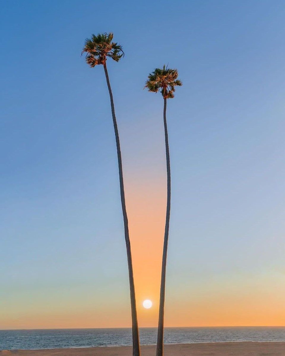 Palm Trees & Sunrise 🌅🌴 by nicebriskwalk #sun #sunrise #sea #ocean #california