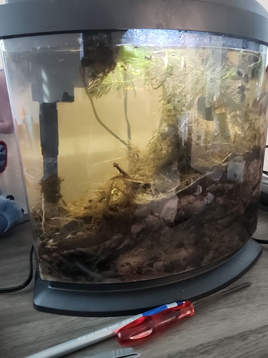 Day 5 of the #fatherfish #resurrectionjar. A few more critters have merged and the water is getting a lot clearer. #naturalaquariums #naturalaquarium #nna #niksnaturalaquatics #microfuana #livefishfood #healthyfishfood #fishfood #freshwaterfish #freshwateraquarium #freshwatertank