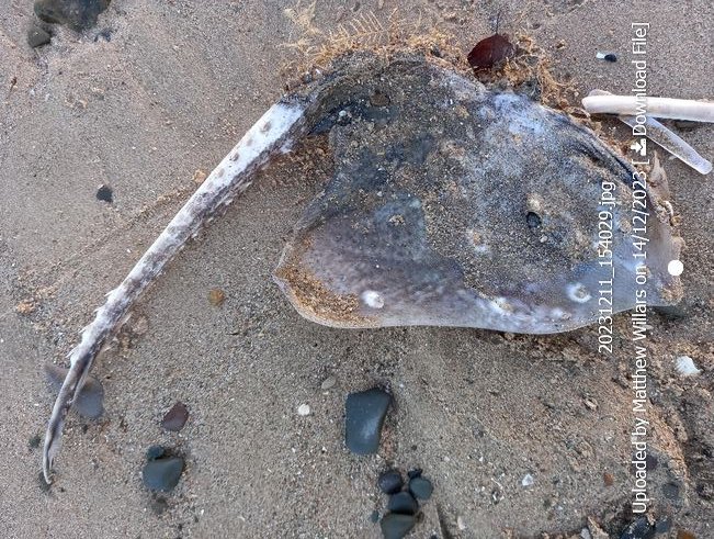 Cofnod #RecordOfTheWeek Thornback Ray (Raja clavata) washed up on Talacre Beach after storms. Recorded by Matthew Willars.