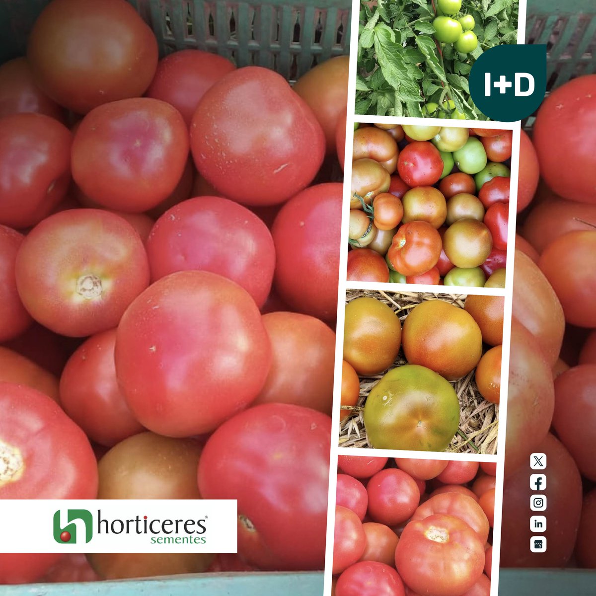 🍅 evaluaciones de tomate 🍅

El equipo I+D comenzó con la evaluación de semillas de tomate de @horticeres

Tomate Runner ➡ tipo americano, con crecimiento indeterminado, entrenudos cortos y alta productividad 

¡ Próximamente tendremos más novedades ! 

🔜🧅