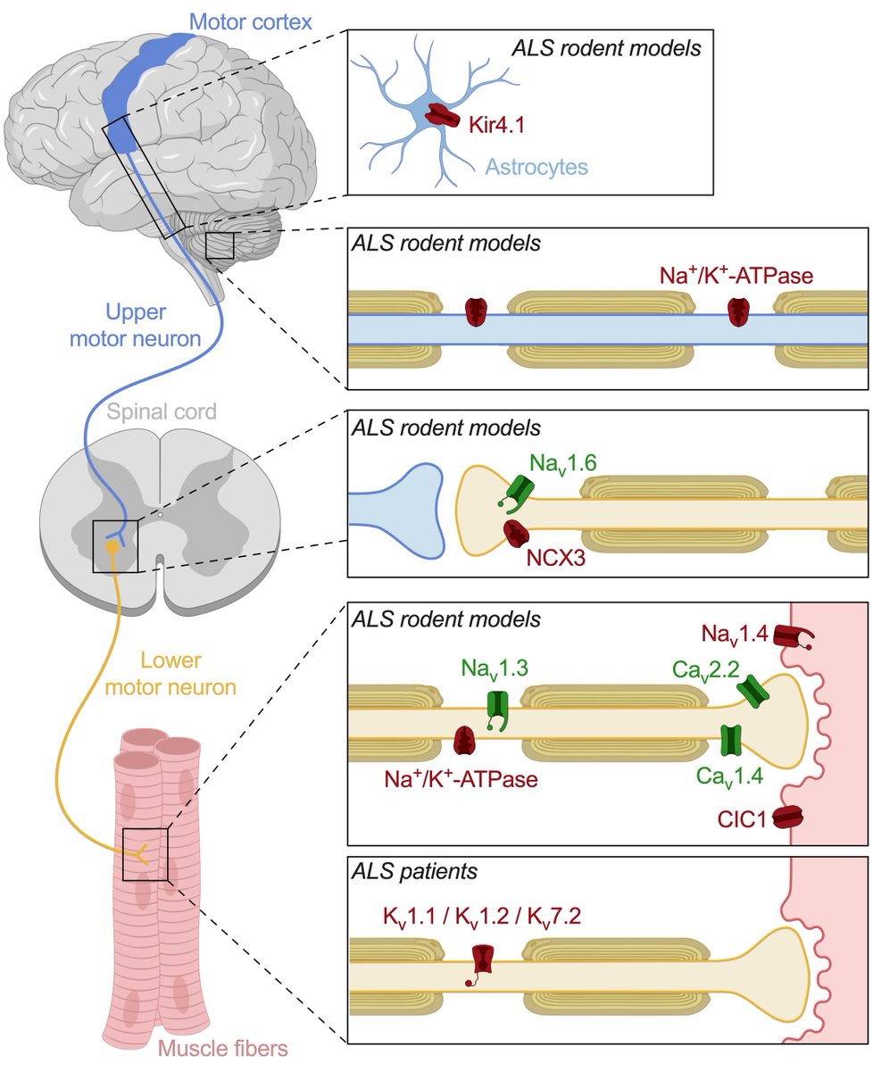 REVIEW - Pathophysiology of Ion Channels in Amyotrophic Lateral Sclerosis - Here we discuss the role of #ionchannels in #ALS #MND, their implications on neuronal excitability, and potential as therapeutic target. Credit and congrats go to <a href="/RobinStringer/">Robin Stringer</a> ➡️ rb.gy/c24uj9