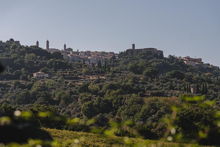 The assembly of the members of the Brunello di Montalcino consortium approved the increment of the area under vine for the DO Rosso di Montalcino bit.ly/46UZ99m