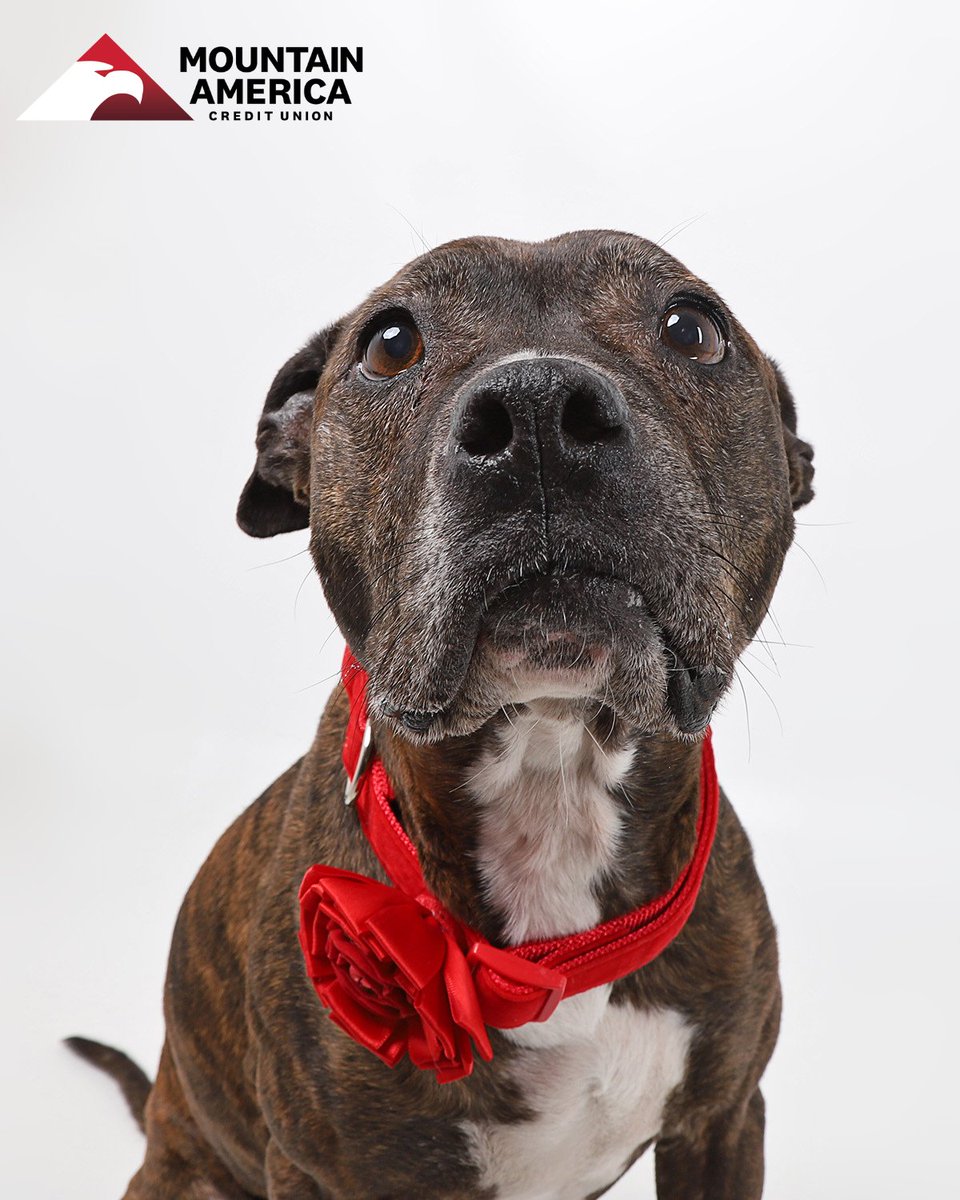 Holiday Donation Match with @MountainAmerica starts NOW! 12/15-31, MACU will match donations to $30K for 2X the impact on homeless pets. Speaking of pets, here's Noni, our MACU Pet of the Week! This sweet senior stealing hearts... and maybe Xmas cookies! utahhumane.org/adopt