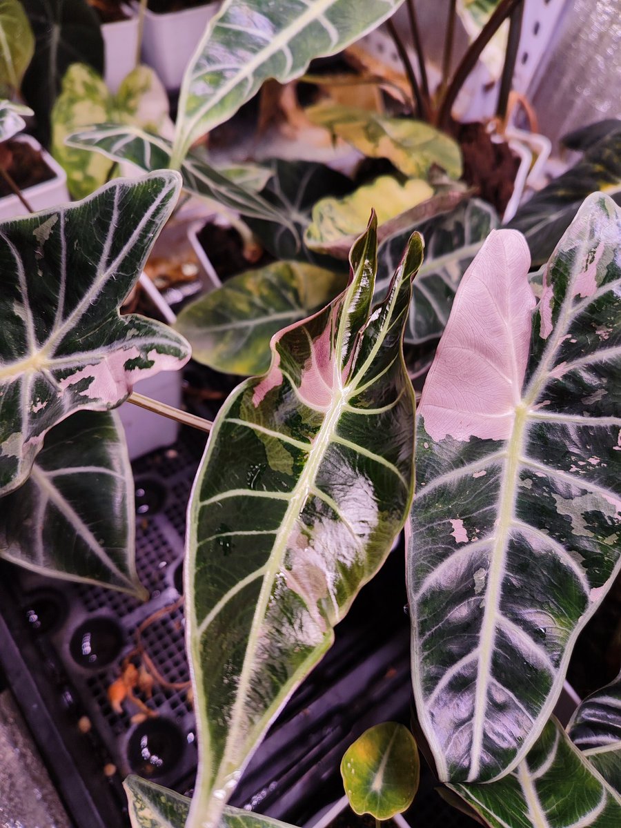 zczza2's tweet image. pink