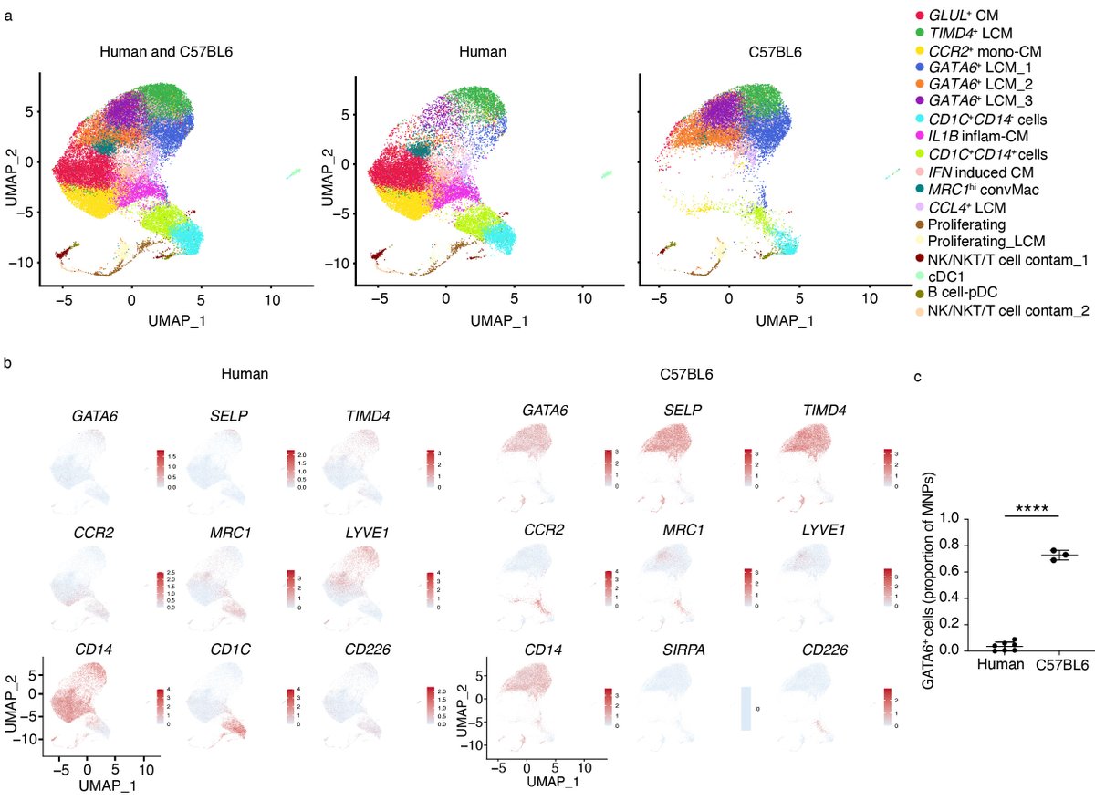 Our analysis of human peritoneal cavity immune cells, from childhood on, with a focus on macs/DCs, is out! We compare humans to mice, including wild mice. Resource for T cells, NK cells, etc. too. Setup for future study of diseases that perturb the cavity. rdcu.be/dtGSK