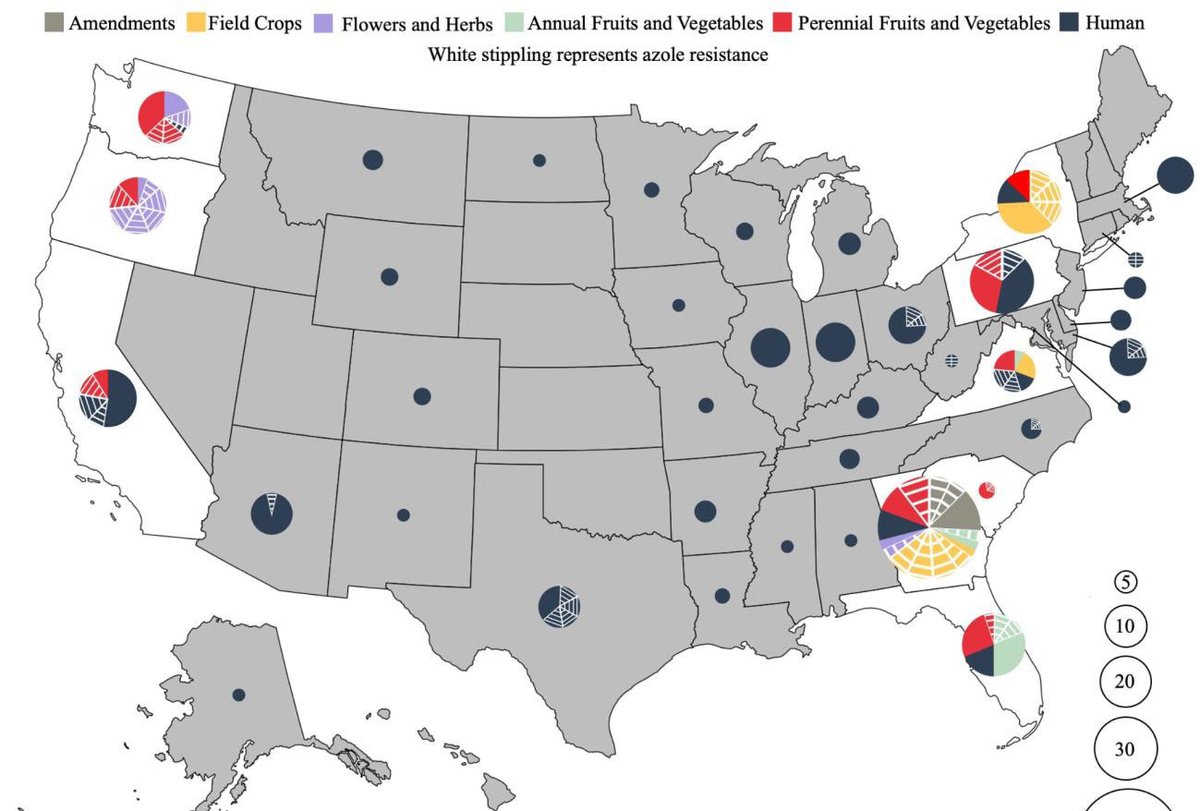 Azole-resistant A. fumigatus isolated from agricultural environments in 8 US states, only 9 ever sampled. Many multi-antimicrobial resistant. 3 clades & evidence of recomb @marintalbrew @BrandiCelia @Brent_Shuman @UGAFungalGroup biorxiv.org/content/10.110…