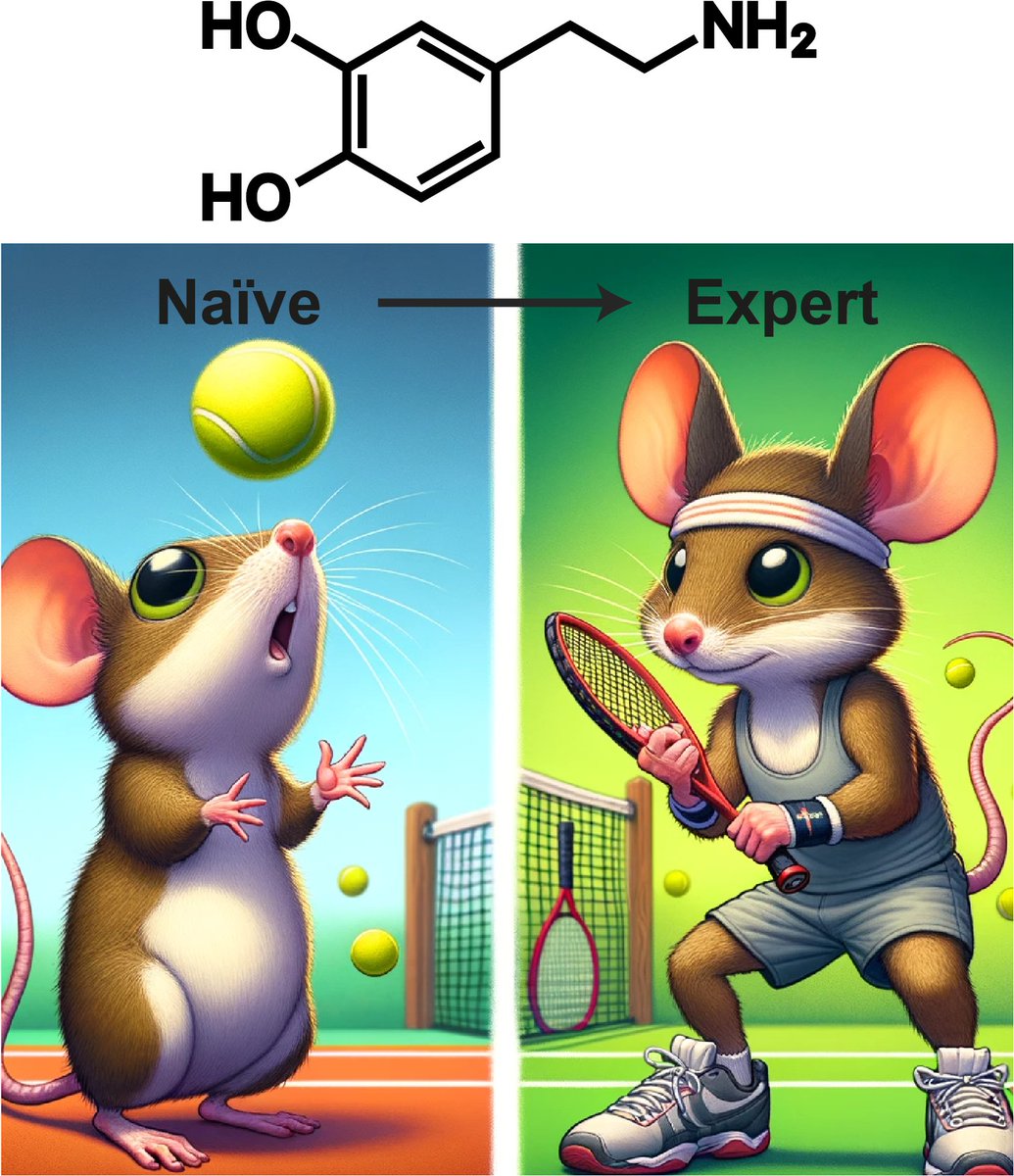 How do animals learn from naïve to expert? What role does dopamine play? Find out in our new paper by @LiebanaSamuel @aeronlaffere @toschi_chiara , Louisa Schilling, Jacek Podlaski, @matfritsche, Peter Zatka-Haas, @yulonglilab, Rafal Bogacz, @SaxeLab biorxiv.org/content/10.110… (1/5)