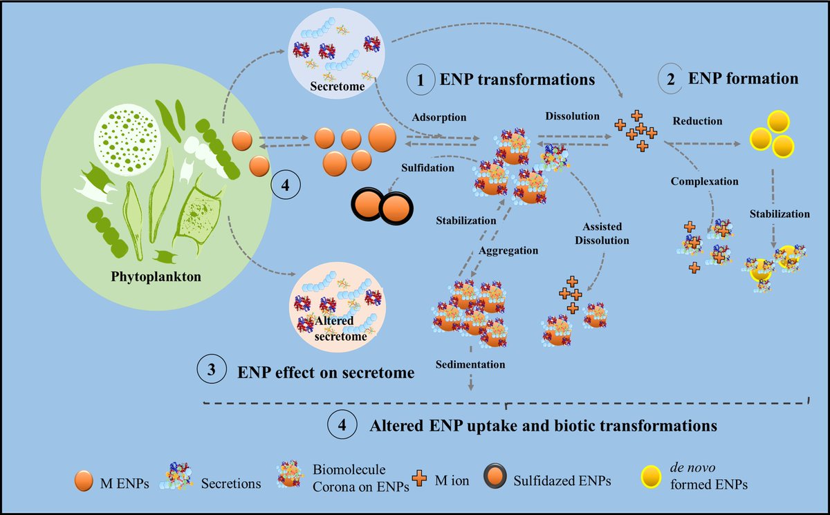 Unraveling the Impact of Phytoplankton Secretions on the Behavior of Metal-Containing Nanoparticle in Aquatic Environment frontiersin.org/articles/10.33…