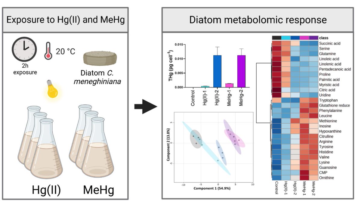 Just came out: Mercury species induce metabolic reprogramming in freshwater diatom Cy... sciencedirect.com/science/articl…