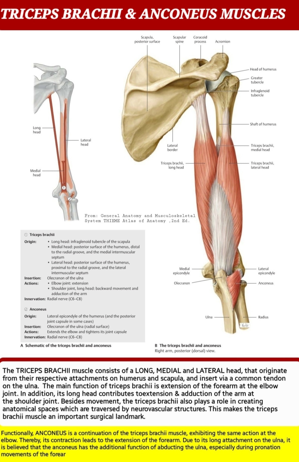 M triceps new arrivals