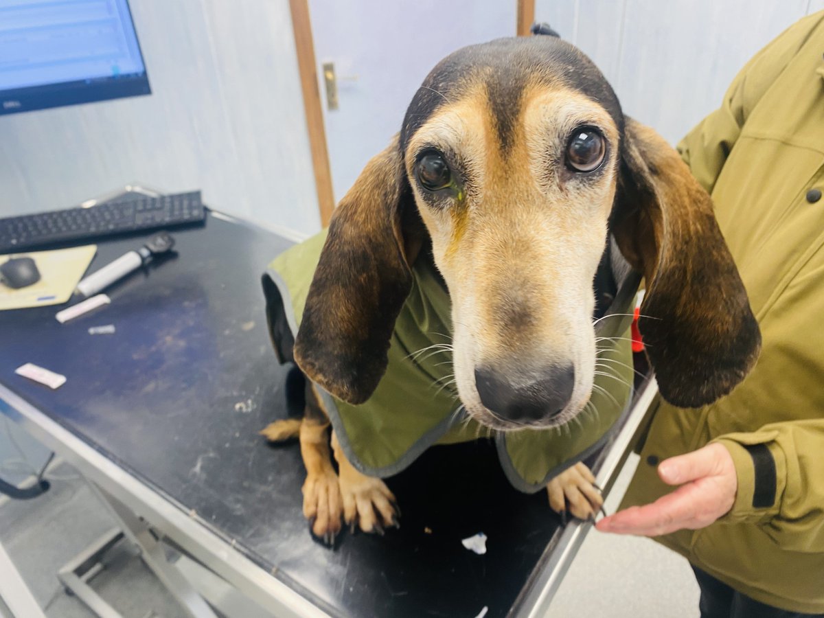 Sweet Olive, rescued from cruelty situation &amp; now living her best life. So trusting with humans considering how badly she was treated. Popped in to see us with poorly eye after running into brambles. Please always consider rescue when choosing your new best friend! #AnimalWelfare