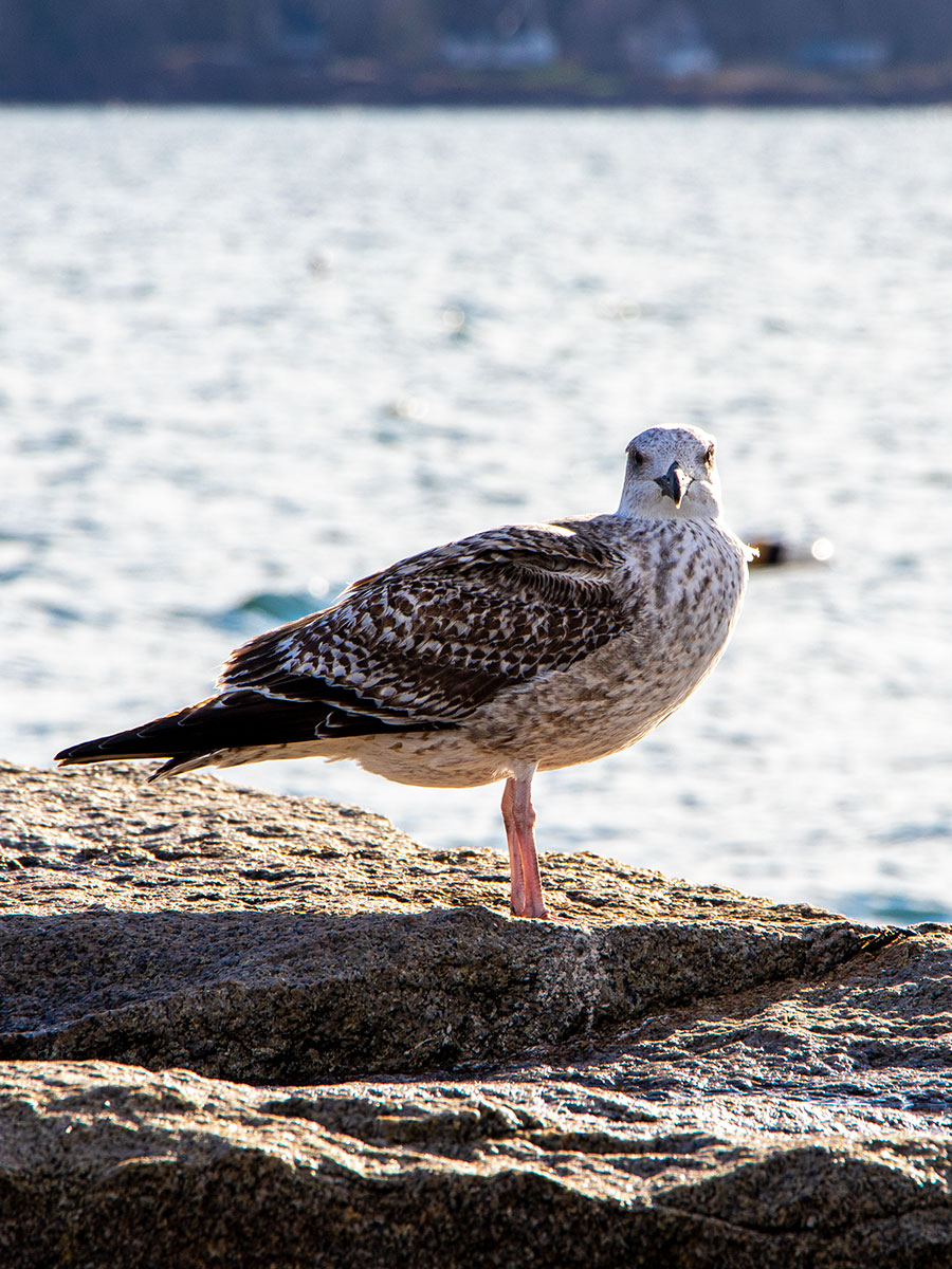 Took a little trip to Rockland yesterday to visit the breakwater. If you love Rockland or if you've ever wanted to walk to the Breakwater Lighthouse, you really should check out my post. I include LOTS of photos. Nice ones too. jaygaulard.com/archives/7535