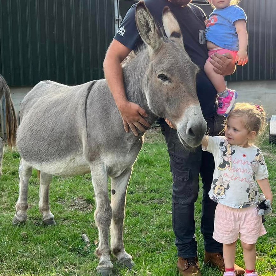 VERY URGENT, PLEASE RETWEET WHEREVER YOU ARE TO HELP FIND WINSTON, A 20 YEAR OLD DONKEY STOLEN FROM HIS FIELD WEEKEND OF 9 DECEMBER #TALIARIS #LLANDEILO #CARMARTHENSHIRE #WALES #UK His elderly companion is broken hearted without him and may not be able to cope without his life…