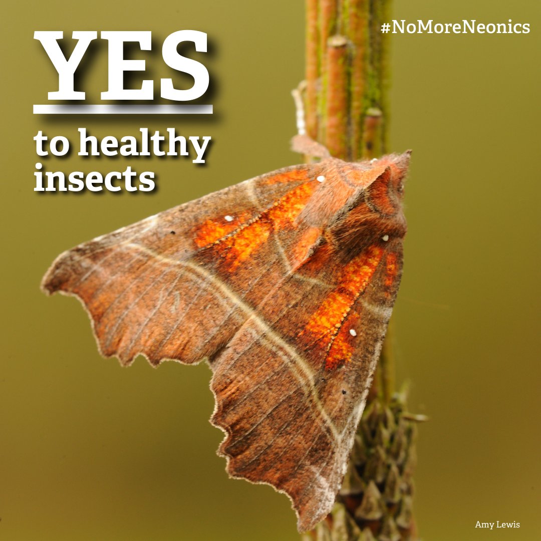 “Pesticides are being taken up by wild plants growing in field margins. Butterflies and moths are drinking contaminated nectar and caterpillars feeding on contaminated plants.” - Dr Nigel Bourn, Chief Scientist It’s time to say #NoToNeonics 👉 butrfli.es/47MdJRT