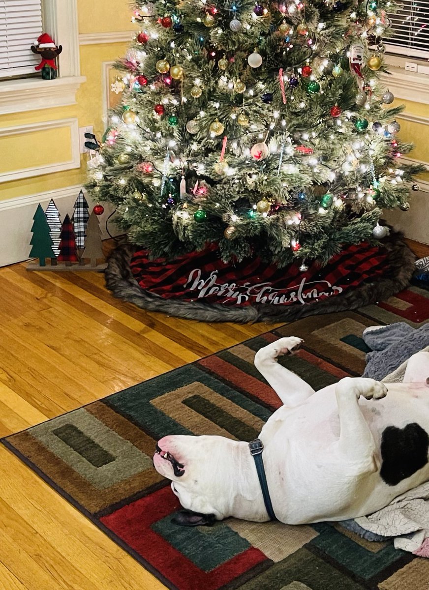 If you see this tweet, QT with the most recent photo you took of your pet. No cheating!