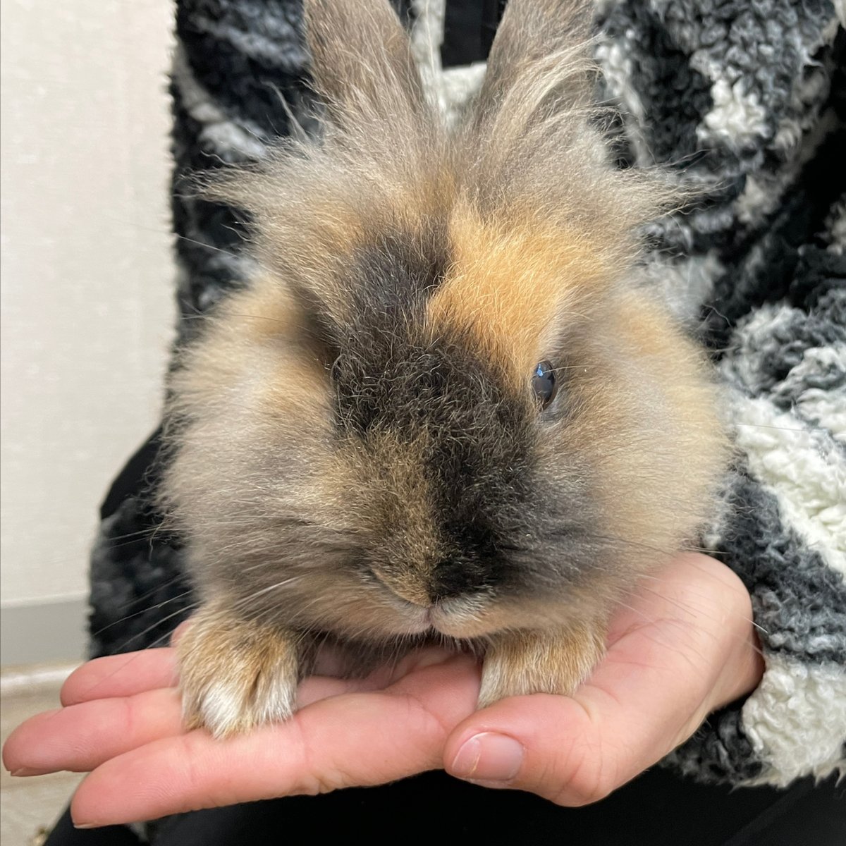 What’s up, Doc?  🥕 If you're interested in adopting a cuddly little pet, why not get a rabbit?  Call RG CARES Animal Shelter at 845-414-9700 to inquire about fostering or adopting a bunny rabbit! 🐰