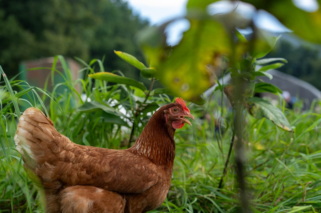 _NatGLC's tweet image. From field to plate, the journey of our food is a testament to hard work and dedication. Our nation's grazing lands are the heart of sustainable agriculture, cultivating not just crops but a legacy of responsible stewardship.