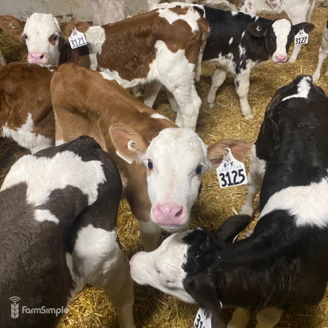 What a legen-dairy crew! 🐮🤩

📷Marissa Sturkenboom
📍Westlock, AB

#FarmSimpleFriday #AgX #AgTwitter #DairyCows #CdnAg #FarmPhotos