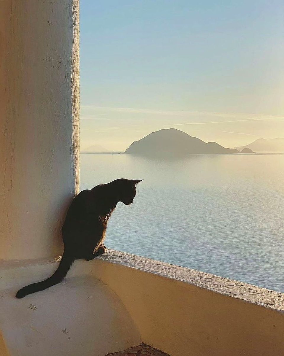 Cute Cat in Isola Alicudi 🇮🇹 by meikusakabe #isolaalicudi #italy #catlovers #view