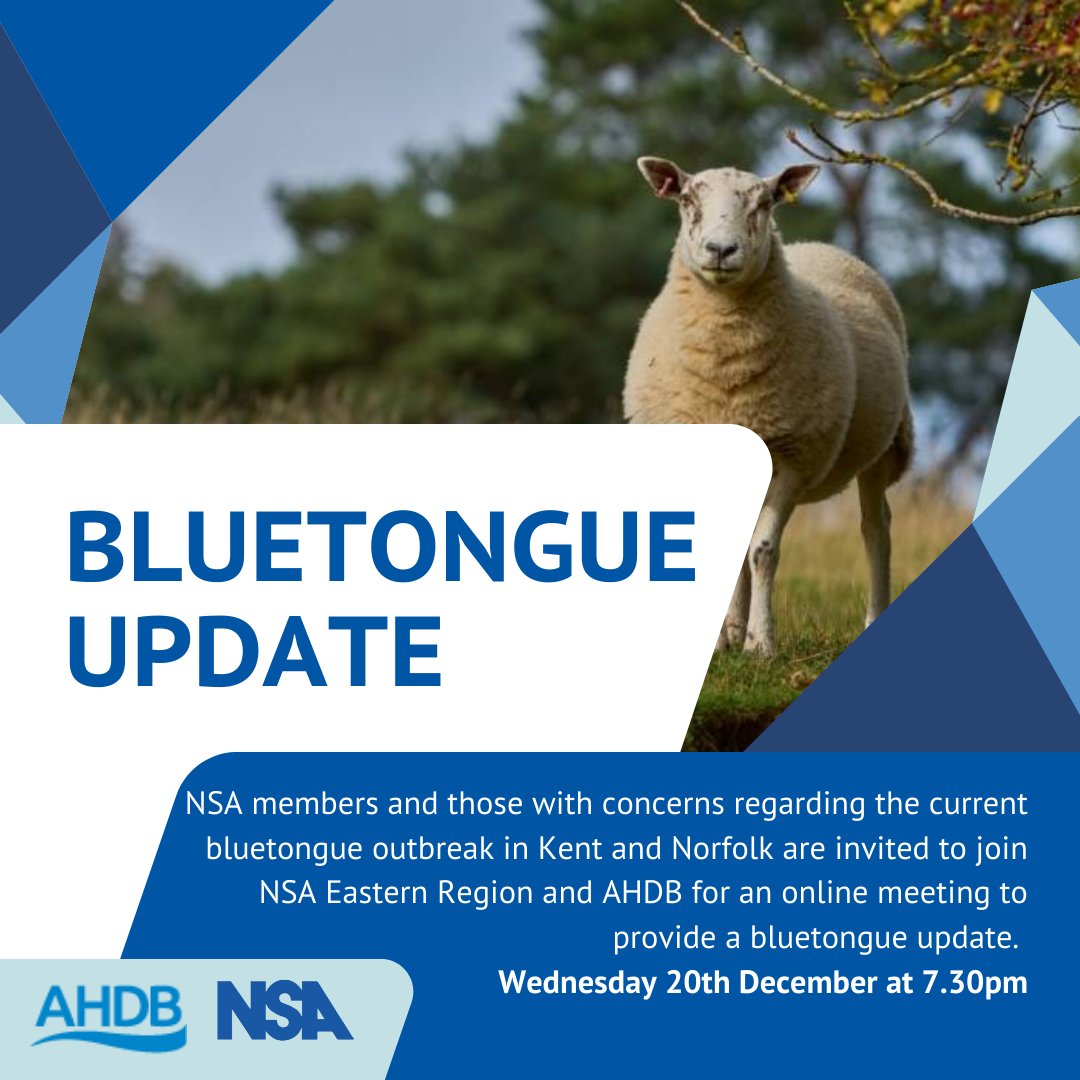 NSA members and those with concerns regarding the current bluetongue outbreak in Kent and Norfolk are invited to join NSA Eastern Region and <a href="/AHDB_BeefLamb/">AHDB Beef & Lamb</a> for an online meeting to provide a bluetongue update‼️🐑

📆Wed 20th Dec
⏰7.30pm

Register⤵️
go.nationalsheep.org.uk/KQpgnt