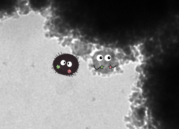 Part of one of my TEM image today looked an awful lot like a Studio Ghibli soot sprite and that made me very happy😍