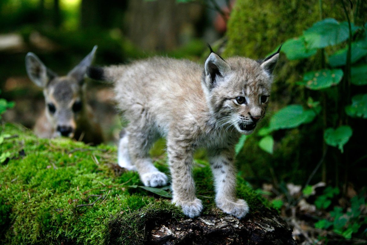 Bonne nouvelle pour la biodiversité française! #LEffetPanda🐾

Deux jeunes lynx ont été aperçus dans le massif des Bauges, signalant la deuxième reproduction confirmée dans la région! Le lynx boréal semble petit à petit se réinstaller sur le territoire.🫶

bit.ly/3v2WwFh