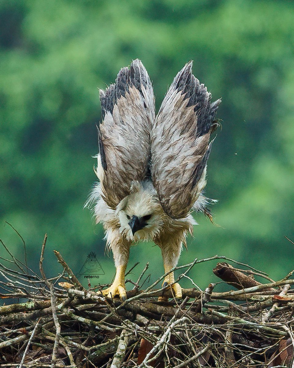 Harpy Eagle expedition .