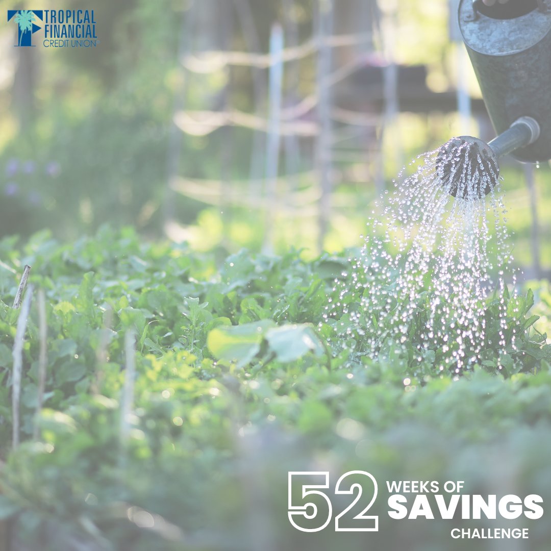 GetBeyondMoney's tweet image. If you're looking for a way to save money on groceries,  starting your own garden is the perfect opportunity. Growing your own fruits, vegetables and herbs will not only save you money year-round, but also freshen up your meals! ✨
#52WeeksOfSavingsChallenge