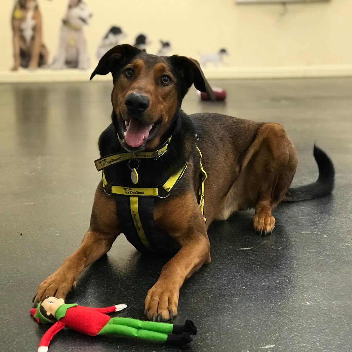 JAX has been practicing his 'leave'. 💛 We can confirm that the elf on the shelf did stay flat on the floor. Well done Jax. 🐶 Jax was rewarded with a treat. Jax is looking for a home @DogsTrust #Ilfracombe 🏡 bit.ly/3TreDwF #AdoptMe #TheElfOnTheShelf