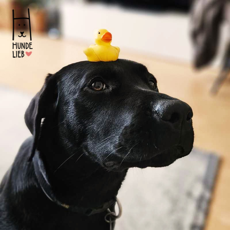 Ich finde, ich kann's tragen

#hundefotos #hundebilder #hundelieb #dogsharing #dogfluencer #dailydoseofdog #dogsharingdeutschland #dogsharingösterreich #dogsharingschweiz #dogcommunity #lovedogs #hund #hunde #hundeverliebt #hundeverrückt #hundeliebe #hundefreunde #teilzeithund