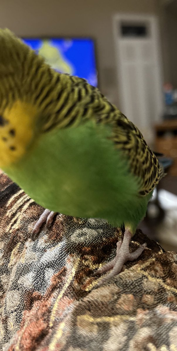 Mum is trying to take a picture of me watching the Grinch.  I am having none of it!