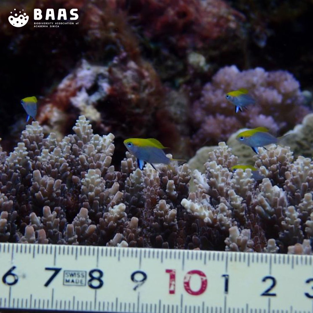 BiodivAssoc_AS's tweet photo. #InsightBAAS
Wanna see some cute fish with me? Let’s go diving!!
In this month’s insight BAAS, we take a look at some cute reef fish that our TIGP Ph.D. candidate Felipe Monteiro Gomes de Mattos is working on. https://t.co/mk7efV42dP