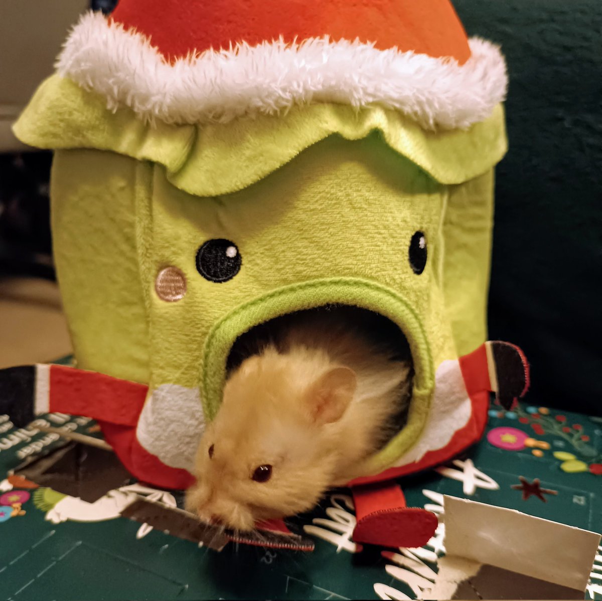 Nimbus investigating his advent calendar earlier this month. Hamsters get popcorn!

#nimbusthehamster #nimbus #hamster #hamsters #hamstersofinstagram #hamsterlife #pets #petsofinstagram #syrianhamster #christmashamster #adventcalendar #festive #festivehamster