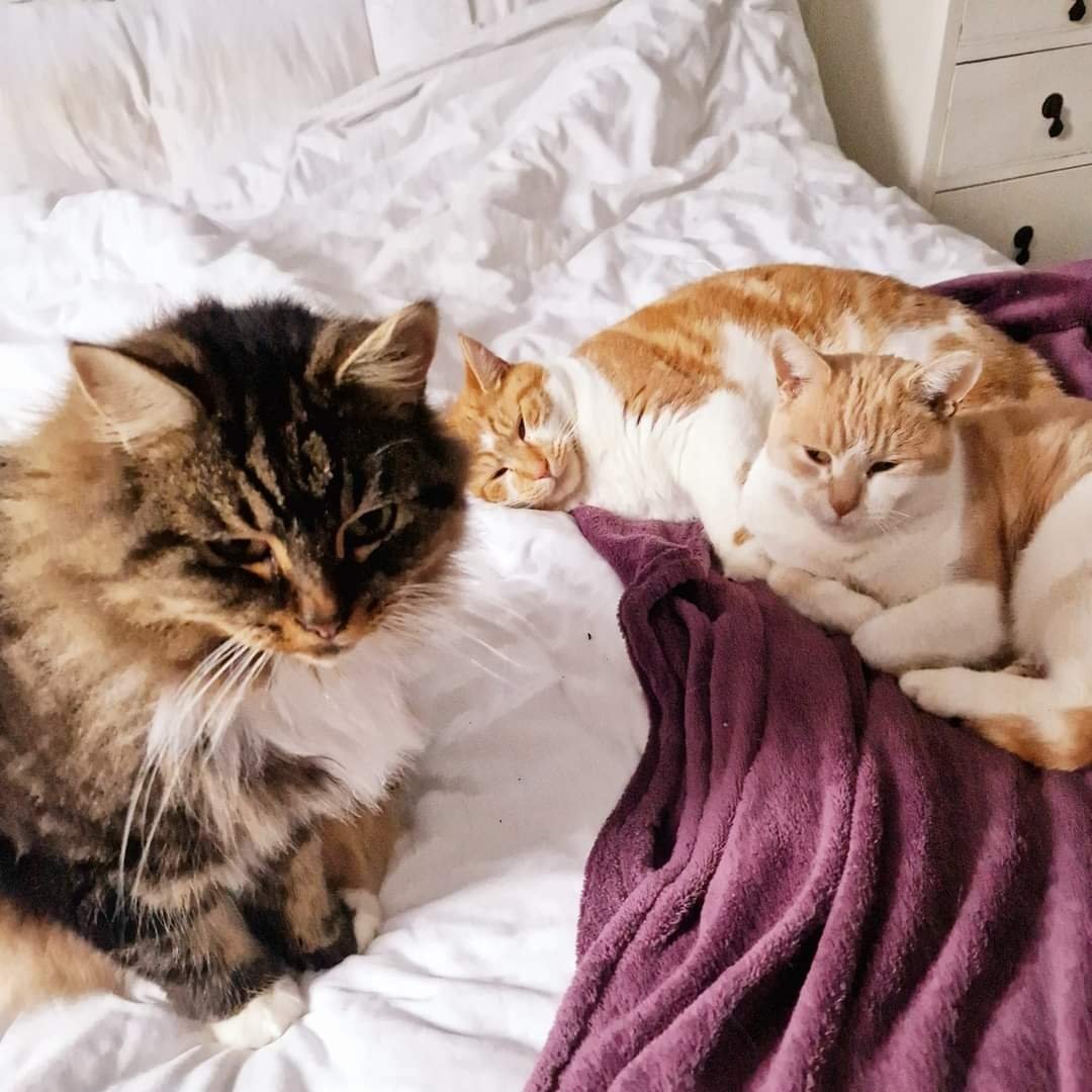 There was no way the bed was getting made this morning! #CatsOfTwitter #CatsOnX