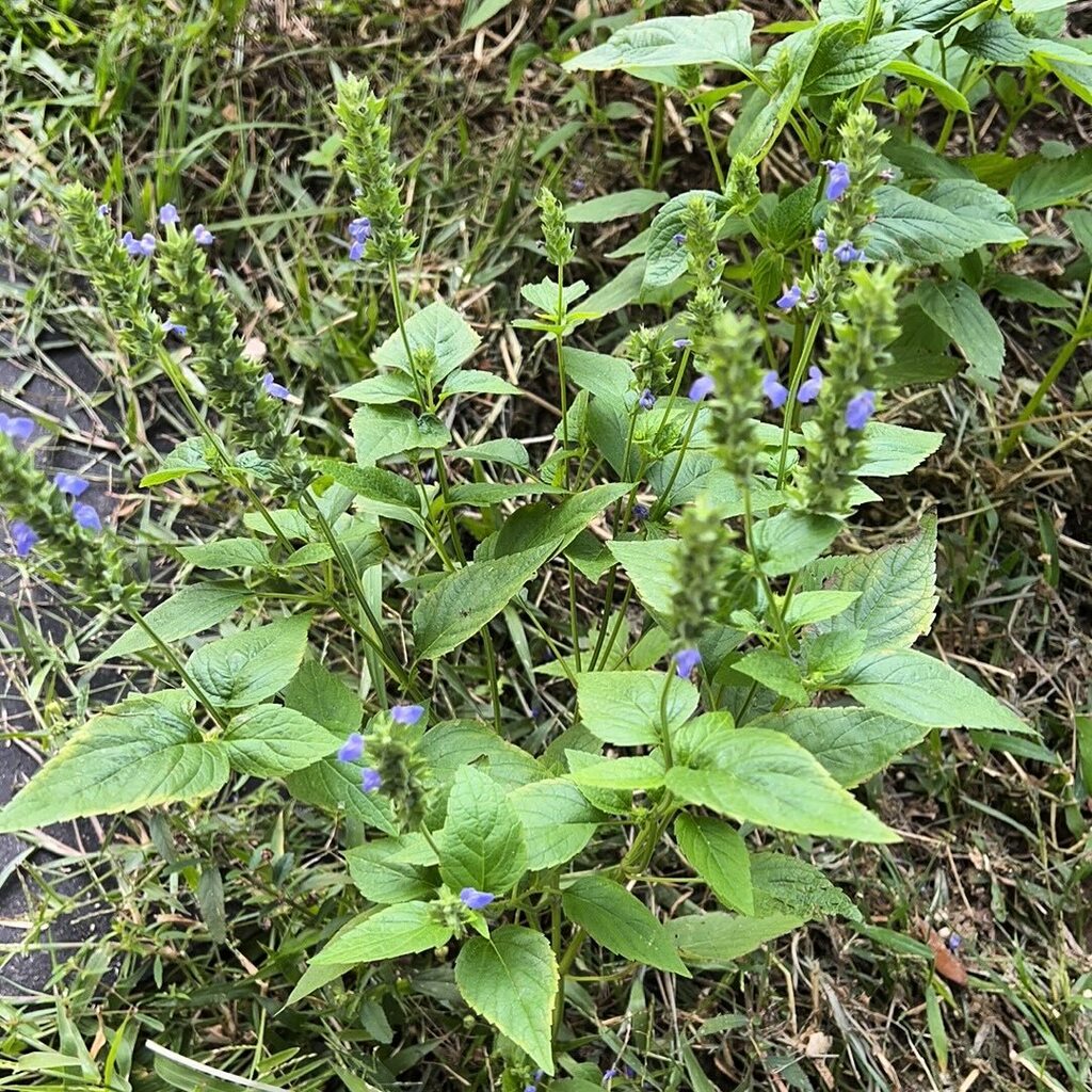 We have chia! instagr.am/p/C1K-PDau2sY/