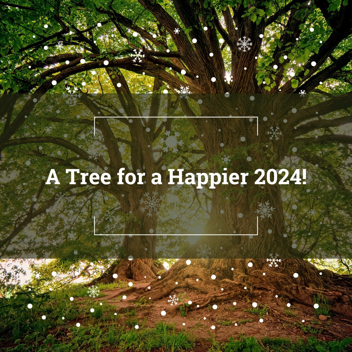 🌿This #holidayseason , join #ProspecTree in gifting sustainability! Gift a tree for just €78.72 and enjoy a 157% growth in 10 years.🌳Not only does it fight climate change by absorbing CO2, but it's also an investment for the future. Spread joy and green growth!#SustainableGift