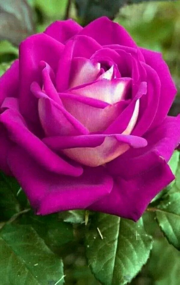 اكبر خداع لنفسك لما تكون حزين وجواك ألم مش لقى لو استشاره او تفسير وتكون لسه عايش وبتتكلم وتتحك مع الناس..
 خلي ايامك فرح و ابتعد عن الحزن  و اترك الايام للخالق انه يحسن التدبير 💜..