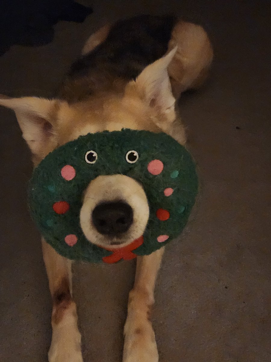 You can break Luna by putting this wreath toy over her snoot Maybe it took over her brain?