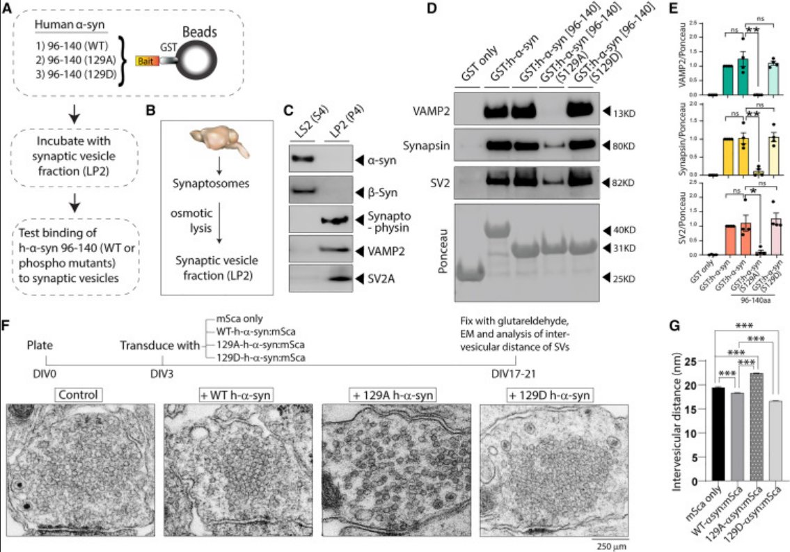 Interesting: <a href="/leonardoaparrar/">Leonardo Parra-Rivas</a> <a href="/Roy_Lab_Thinks/">Subhojit Roy, MD, PhD</a> &amp; colleagues present a role for α-synuclein Ser129P at synapses, where activity-induced Ser129P triggers the interaction of α-syn with synaptic proteins leading to attenuation of neurotransmitter release
cell.com/neuron/fulltex…