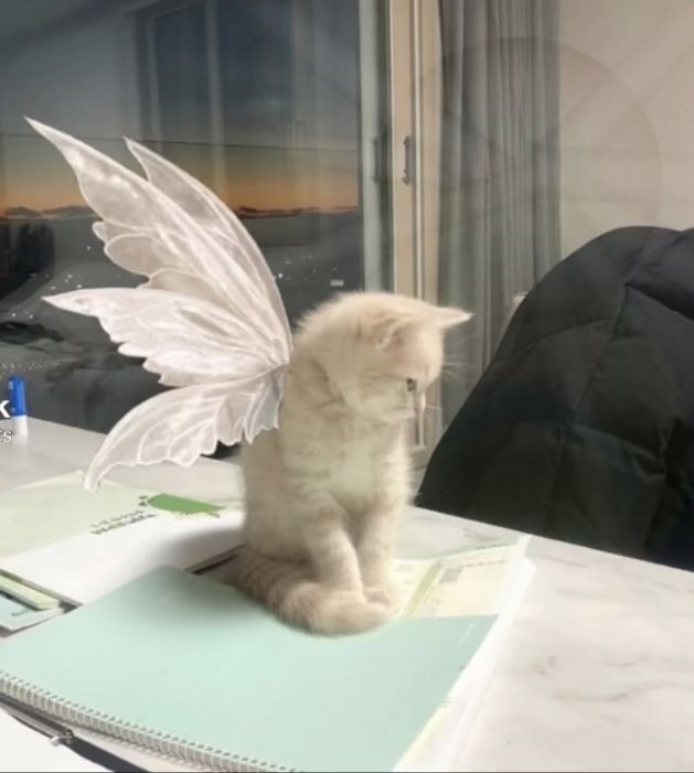 adorabledaily tweet media