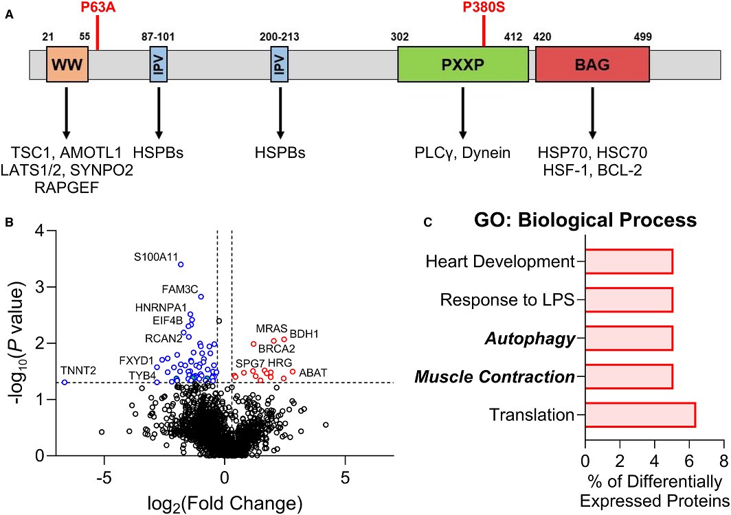 Mutations to the co-chaperone protein BAG3 can cause DCM. The disease-enhancing mechanism may be shared by variants regardless of location. #AHAJournals <a href="/Dr_TommyMartin/">Thomas Martin</a> <a href="/jonathankirk/">Jonathan Kirk</a> <a href="/LoyolaChicago/">Loyola University Chicago</a> ahajrnls.org/3RSUmAN
