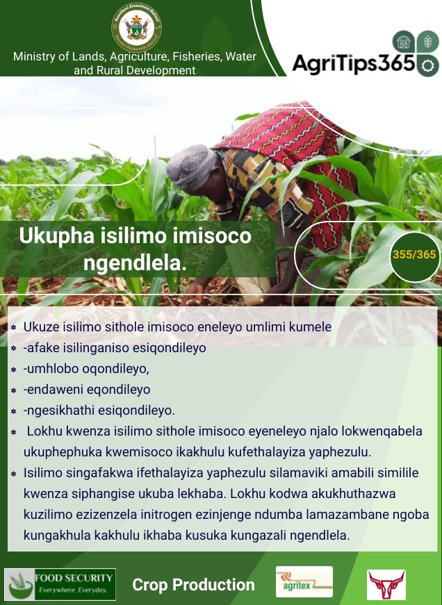 Effective nutrient management
#AgriTips365/355
#foodsecurity Everywhere Everyday
<a href="/obertjiri/">Obert Jiri</a>