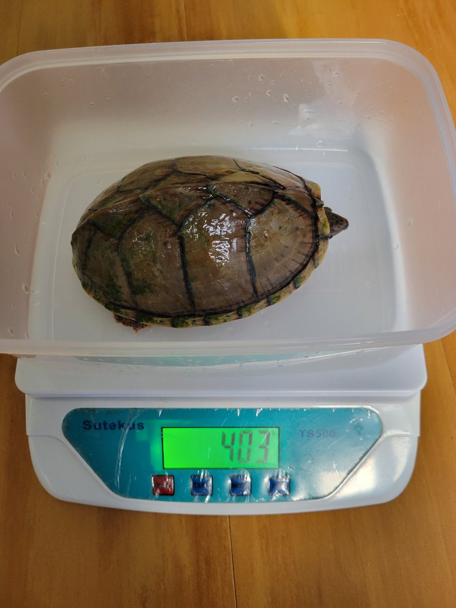 yasu_turtles's tweet photo. R5.12月体重測定
ドナテロ323g→328g +5
ミケランジェロ404g→403g  -1
レオナルド168g→164g  -4
次に続く
#カブニ
#ミシニ
#体重測定 https://t.co/GngNGj0mHX