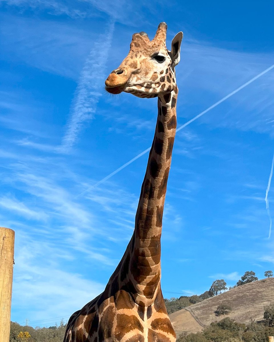 Handsome boy Jango is settling in nicely, and enjoying some browse! 🌿🦒 📷️: Animal Caregiver Ellie Gressman