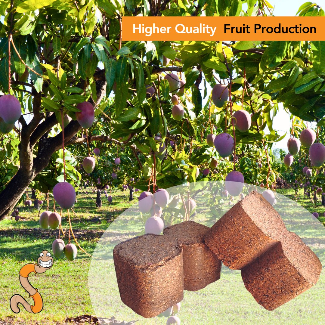 Who else is looking forward to enjoying the sweet aroma and juicy, fleshy taste of mangoes on Christmas Day?

It's great to see the results of Aussie farmers using Worm Hit pellets and bricks during spring to promote healthy mango production on commercial farms. 

#aussiefarmers