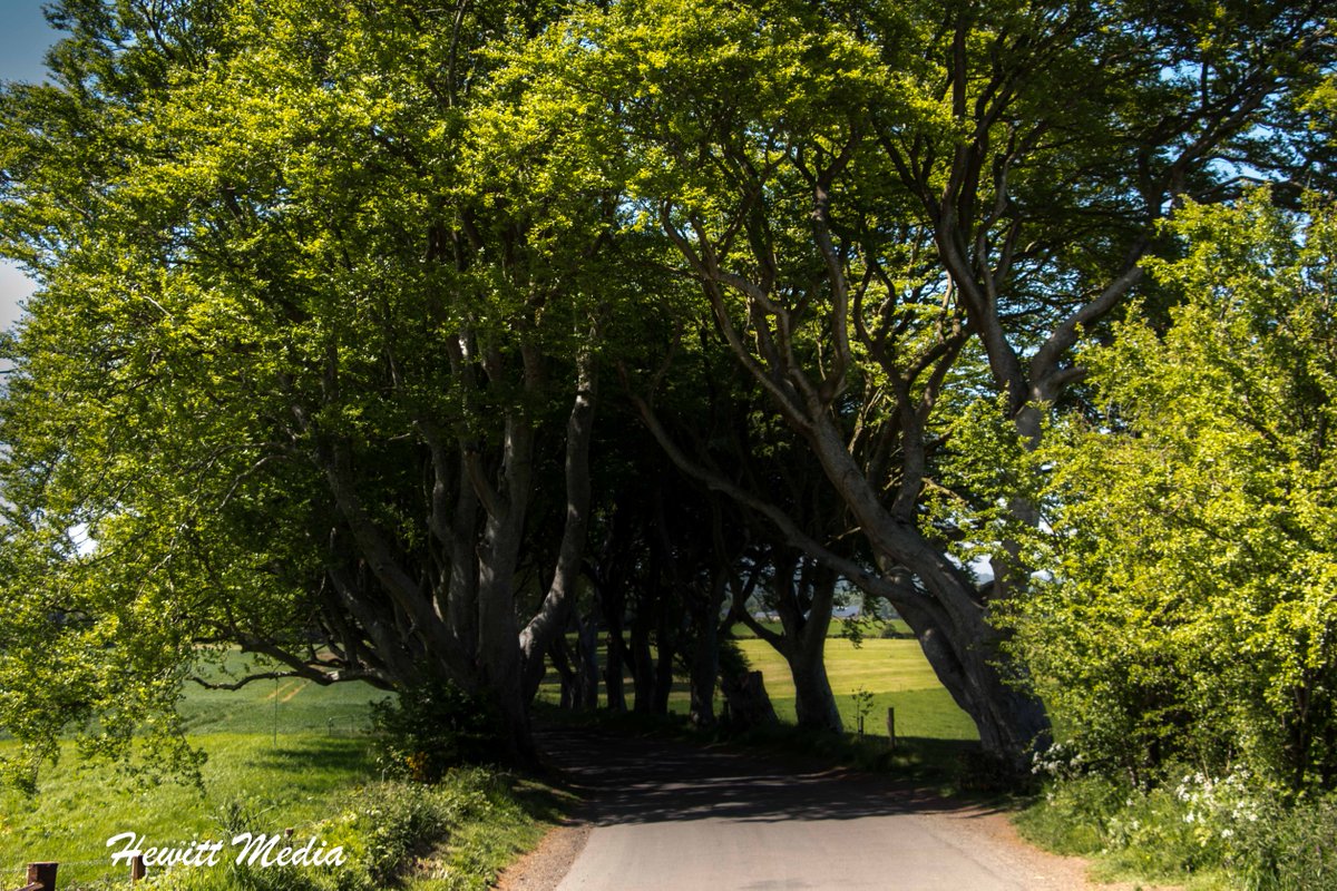 If you are a fan of the Game of Thrones, you will probably recognize the Dark Hedges.  Learn more about this amazing place in my Dark Hedges Visitor Guide. #Travel #NorthernIreland #DarkHedges #GameOfThrones #BeautifulLandscapes #TravelPhotography  wanderlustphotosblog.com/2018/07/14/dar…