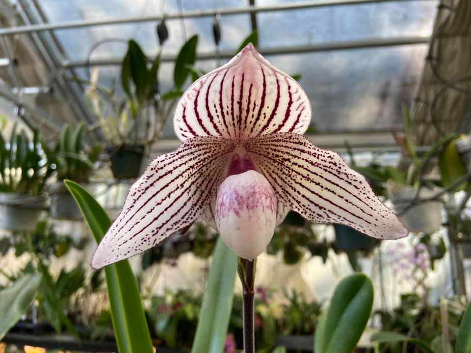 Paphiopedilum Woluwense (Paphiopedilum niveum X Paphiopedilum rothschildianum) #orchids #plants