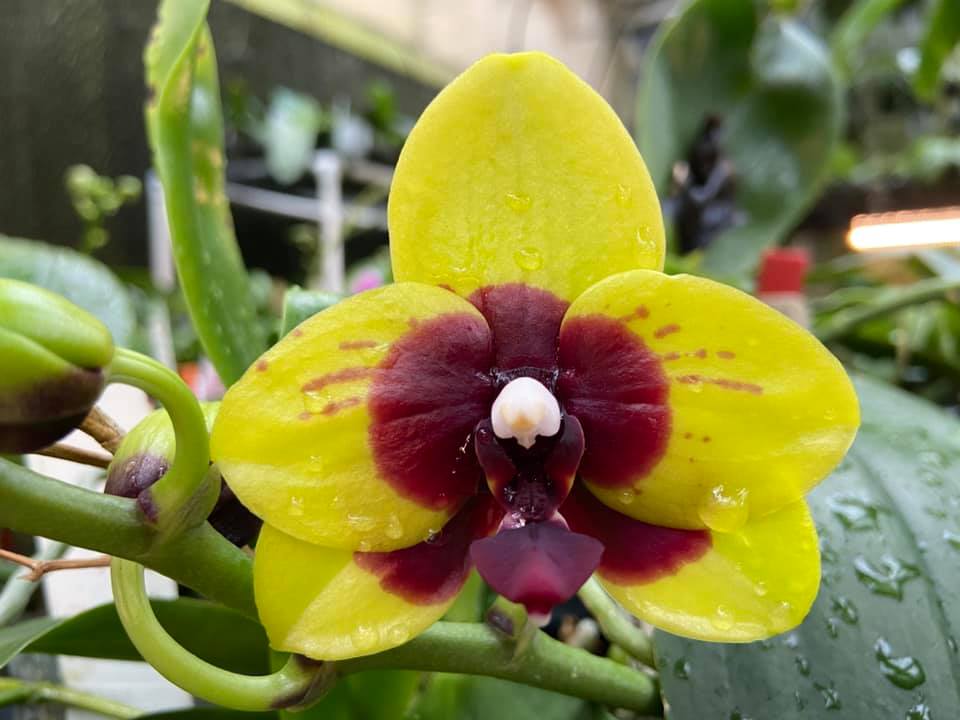 Phalaenopsis Mituo Diamond Canary #orchids #plants