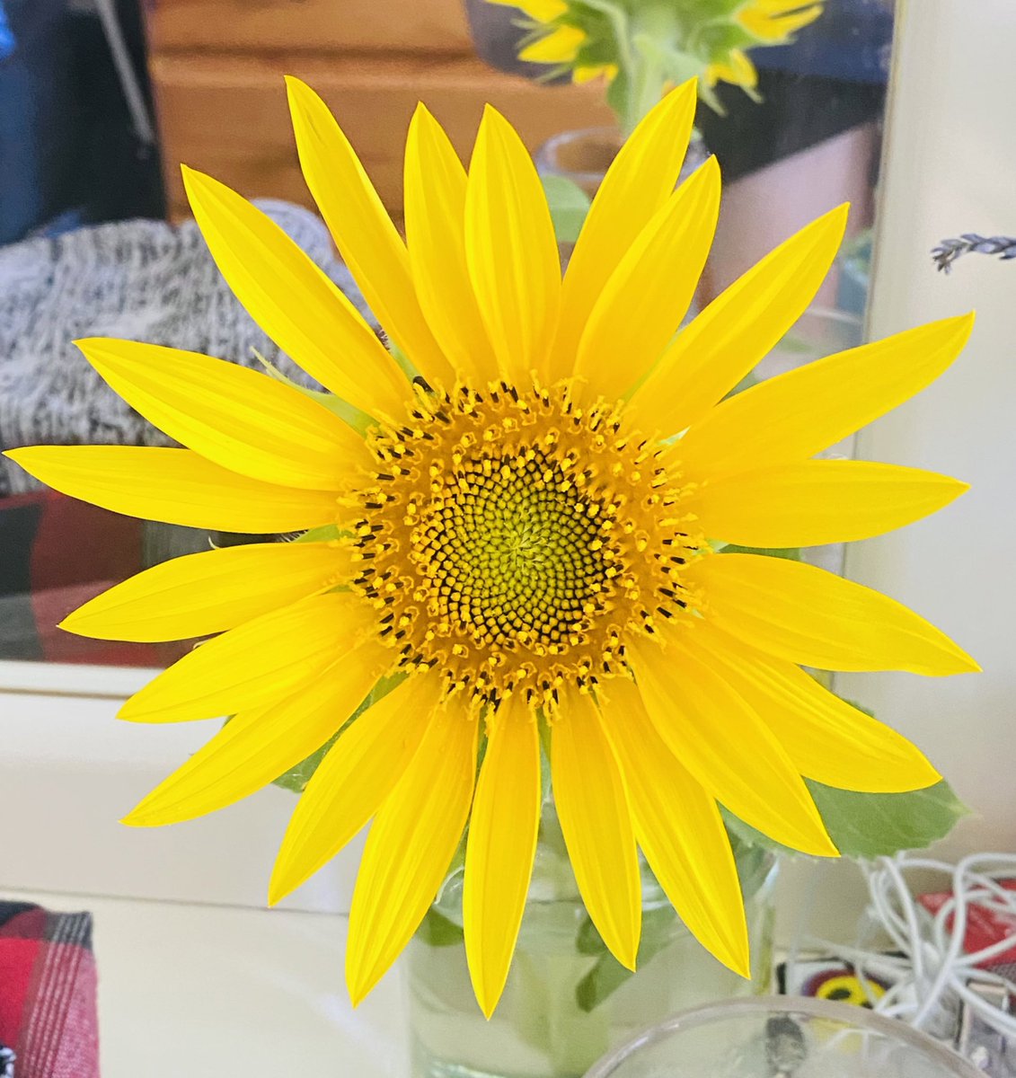 BackyardBiome's tweet image. One of my homegrown Sunflowers in all its glory. Livening up our bedroom 😊 it’s a beautiful thing to wake up to. Have a great weekend everyone 🌻🐝